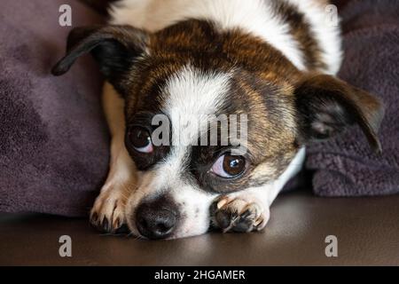 Petit chien Chihuahua, au repos, Allemagne Banque D'Images