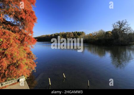 Couleurs d'automne au-dessus du lac à Clumber Park, dans le tinghamshire, Angleterre, Royaume-Uni Banque D'Images