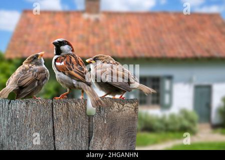 Bruant commun mâle / Bruant de maison (Passer domesticus) avec deux juvéniles mendiant pour la nourriture sur la clôture en bois dans le jardin de la maison dans la campagne Banque D'Images