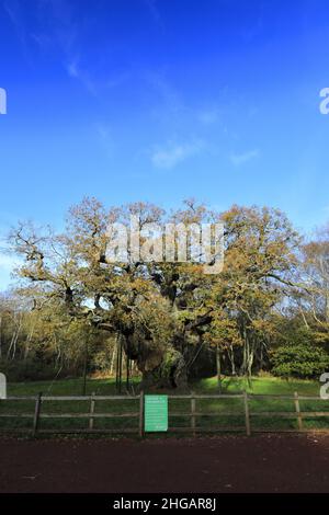 Couleurs d'automne sur le grand chêne, Sherwood Forest SSSI, Notinghamshire, Angleterre, Grande-Bretagne,ROYAUME-UNI Banque D'Images