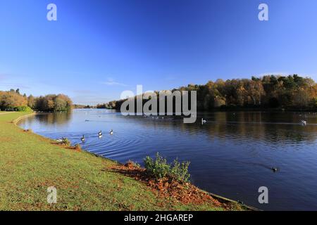 Couleurs d'automne au-dessus du lac à Clumber Park, dans le tinghamshire, Angleterre, Royaume-Uni Banque D'Images