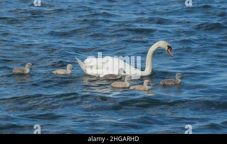 Cygne avec poussins en face de l'île Eiswerder, Havel, Haselhorst, Spandau, Berlin,Allemagne Banque D'Images