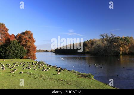 Couleurs d'automne au-dessus du lac à Clumber Park, dans le tinghamshire, Angleterre, Royaume-Uni Banque D'Images