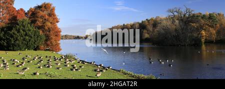 Couleurs d'automne au-dessus du lac à Clumber Park, dans le tinghamshire, Angleterre, Royaume-Uni Banque D'Images