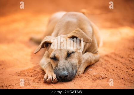 Sans-abri Red Mixed Breed Dog reposant dormir à l'extérieur sur le sable orange Banque D'Images