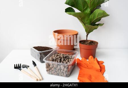 Accessoires pour la transplantation d'un pot de fleurs-ficus lyrata.Plante maison en pot ficus lyrata.Jardinage à la maison.Les plantes qui sont des purificateurs d'air Banque D'Images