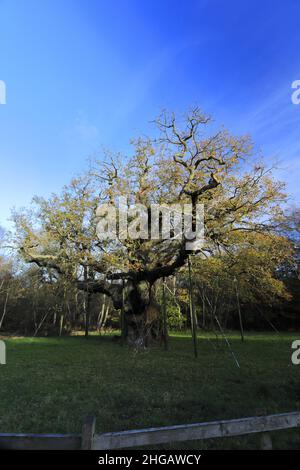 Couleurs d'automne sur le grand chêne, Sherwood Forest SSSI, Notinghamshire, Angleterre, Grande-Bretagne,ROYAUME-UNI Banque D'Images