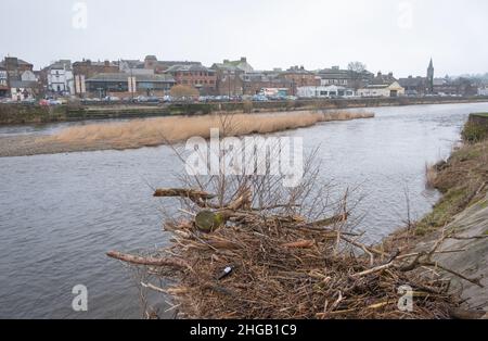 Une vue de la rivière Nith dans le centre-ville de Dumfries, en Écosse montrant un énorme tas d'arbres, de branches et de débris sur le côté de la rive. Banque D'Images