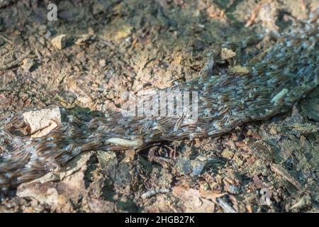 Terreaux à ailes sombres, Sciara militaris larve. Bieszczady. Pologne Banque D'Images