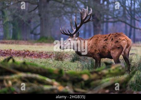 Duelmen, NRW, Allemagne.19th janvier 2022.Les éleveurs forestiers de la réserve naturelle de Duelmen ont mis de la betterave à sucre comme nourriture supplémentaire pour les troupeaux en liberté de cerfs rouges et jachères qui ont quitté la forêt pour se nourrir sur les prairies voisines où ils savent que la nourriture est fournie ce jour froid et humide de janvier.Credit: Imagetraceur/Alamy Live News Banque D'Images