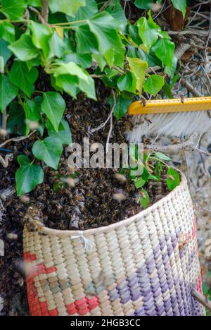 Royaume-Uni, Angleterre, Kent. Un essaim d'abeilles a quitté une ruche domestique et s'est rassemblé sur un mur dans une grappe ou «barbe». Ils sont collectés. Banque D'Images