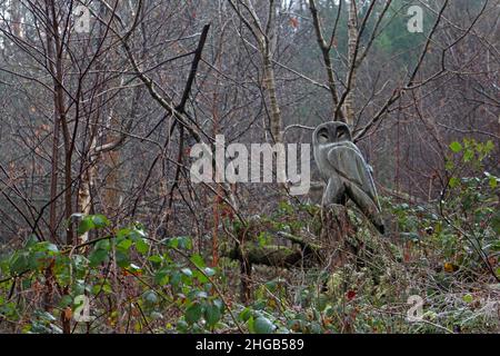 Sculpture de chouettes dans les bois de Pine coed et de Pigyn, Corwen, pays de Galles Banque D'Images