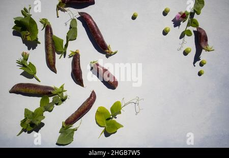 Gousses de pois vert violet sur fond clair avec espace pour le texte. Bannière Banque D'Images