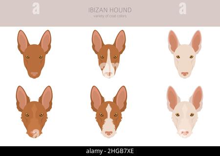 Chien de chasse ibizan.Différentes poses, ensemble de couleurs de pelage.Illustration vectorielle Illustration de Vecteur