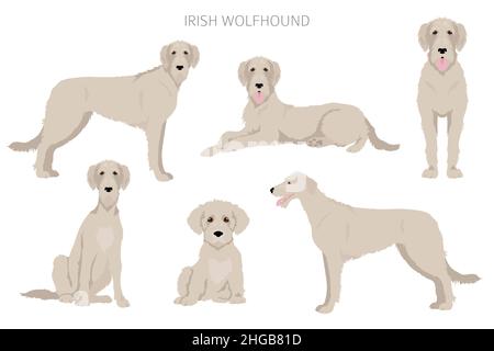 Chien de chasse irlandais.Différentes poses, ensemble de couleurs de pelage.Illustration vectorielle Illustration de Vecteur