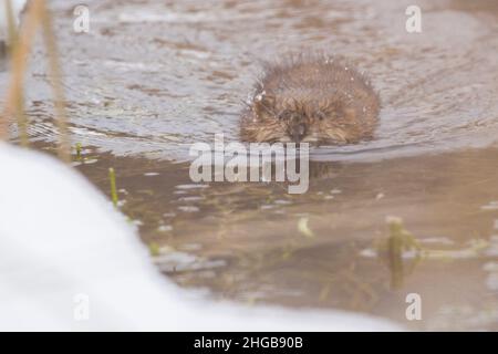 Le rat musqué (Ondatra zibethicus) en hiver Banque D'Images