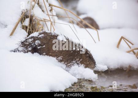 Le rat musqué (Ondatra zibethicus) en hiver Banque D'Images