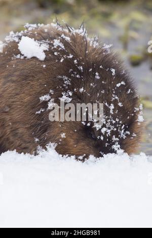 Le rat musqué (Ondatra zibethicus) en hiver Banque D'Images