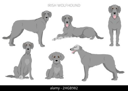 Chien de chasse irlandais.Différentes poses, ensemble de couleurs de pelage.Illustration vectorielle Illustration de Vecteur