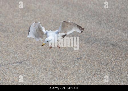 Mouette - Larus marinus vole dans l'air avec des ailes qui s'étendent à Vlissingen, Hollande. Banque D'Images