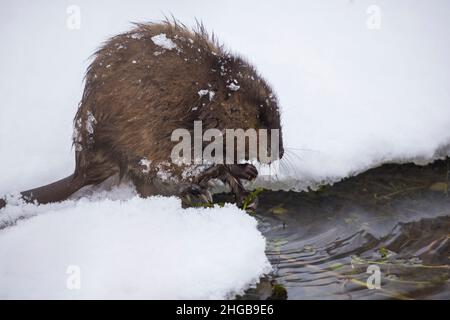 Le rat musqué (Ondatra zibethicus) en hiver Banque D'Images