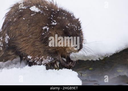 Le rat musqué (Ondatra zibethicus) en hiver Banque D'Images