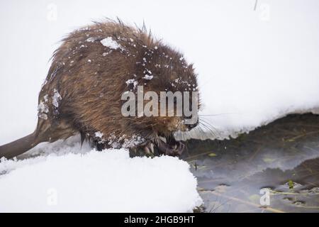 Le rat musqué (Ondatra zibethicus) en hiver Banque D'Images