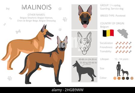 Clique malinois belge.Différentes poses, ensemble de couleurs de pelage.Illustration vectorielle Illustration de Vecteur