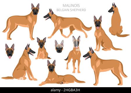 Clique malinois belge.Différentes poses, ensemble de couleurs de pelage.Illustration vectorielle Illustration de Vecteur