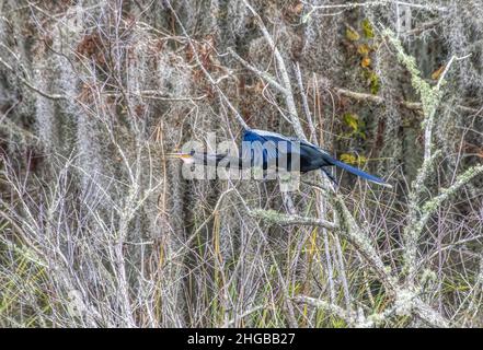 Anhinga en vol au lac Panasoffkee, Floride Banque D'Images