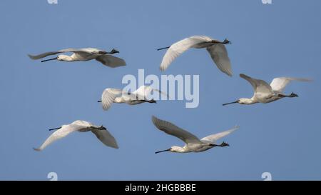 Grande aigrette et Spatules dans le marais de la bassée Saint Firmin en baie de somme. Réserve naturelle et ornithologique. Banque D'Images