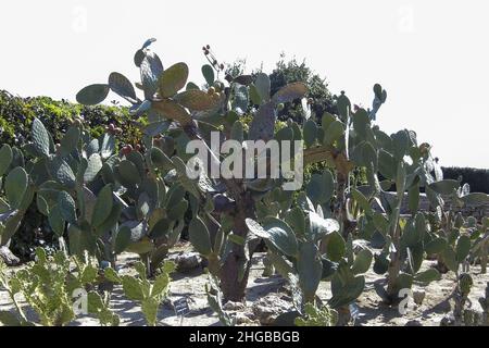 Cactus dans le jardin botanique de balchik, Bulgarie. Banque D'Images