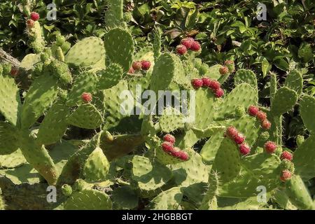 Cactus dans le jardin botanique de balchik, Bulgarie. Banque D'Images