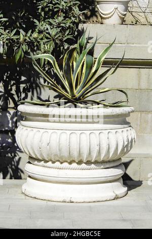 Agave dans un pot en céramique dans le jardin botanique Banque D'Images