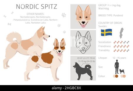 La clipart Nordic Spitz.Différentes poses, ensemble de couleurs de pelage.Illustration vectorielle Illustration de Vecteur