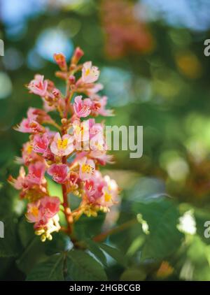 Fond floral printanier.Gros plan sur le châtaignier rose en fleurs.Arrière-plan vert flou avec bokeh.Faible profondeur de champ, mise au point sélective. Banque D'Images
