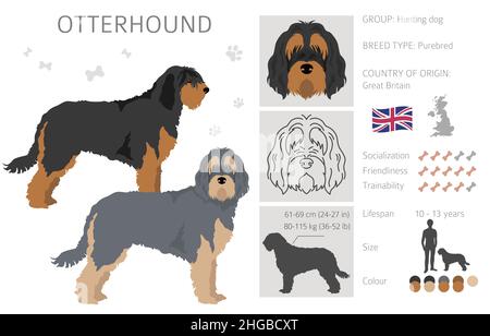 Le chien-de-chasse.Différentes poses, ensemble de couleurs de pelage.Illustration vectorielle Illustration de Vecteur