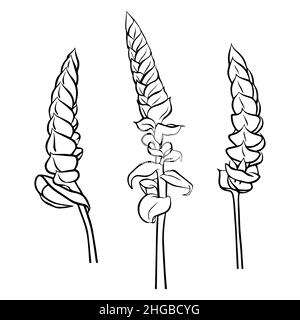 Un ensemble de dessins de contour de la branche de tillandsia de Samantha.Clipart vecteur isolé.Conception botanique.Doodle. Illustration de Vecteur
