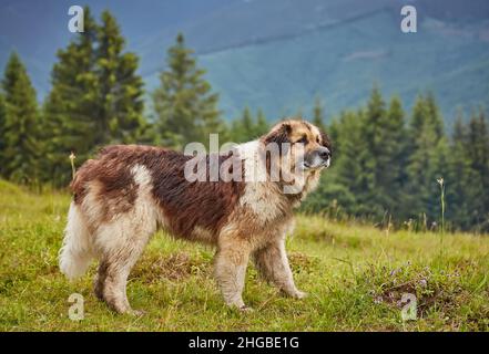 chien berger roumain debout sur un pré naturel rempli de fleurs jaunes, image prise près de la ferme de moutons Banque D'Images