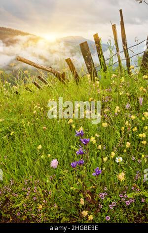 Belle vue sur le paysage de montagne idyllique dans les Alpes avec chalet traditionnel de montagne ancien et des prairies vertes fraîches avec fleurs fleuries sur un d ensoleillé Banque D'Images