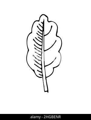 Belle feuille d'arbre.Contour du dessin à la main.Esquisse isolée sur un arrière-plan blanc.Vecteur Illustration de Vecteur