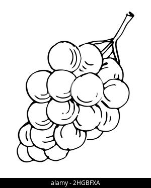 Légumes mûrs au raisin.Fruits végétaux comestibles.Contour du dessin à la main.Esquisse isolée sur un arrière-plan blanc.Vecteur Illustration de Vecteur