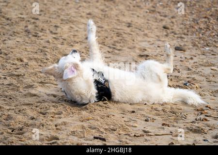 Golden Retriever qui se balade dans le sable Banque D'Images