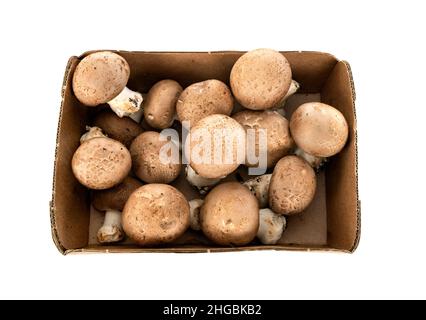 Agaricus bisporus devant un fond blanc Banque D'Images