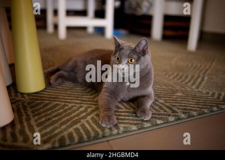 Chat britannique couché détendu et confiant sur le sol à la maison.Portrait de race britannique de shorthair Banque D'Images