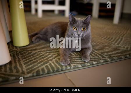 Chat britannique couché détendu et confiant sur le sol à la maison.Portrait de race britannique de shorthair Banque D'Images