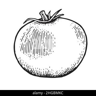 Tomate mûre.Magnifique légume dans un style de gravure vintage.Esquisse de contour.Le dessin à la main est isolé sur un fond blanc.Vecteur Illustration de Vecteur