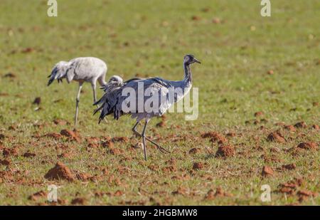 Grue commune, grue eurasienne, alimentation dans les champs près de Fuente de Piedra, Espagne. Banque D'Images