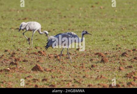 Grue commune, grue eurasienne, alimentation dans les champs près de Fuente de Piedra, Espagne. Banque D'Images