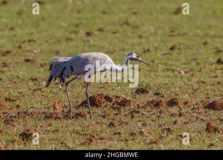 Grue commune, grue eurasienne, alimentation dans les champs près de Fuente de Piedra, Espagne. Banque D'Images